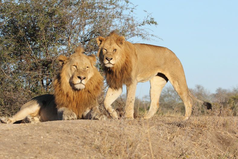 k-Two Lions male Cedrics Traumreisen