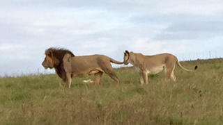 Botlierskop Lions