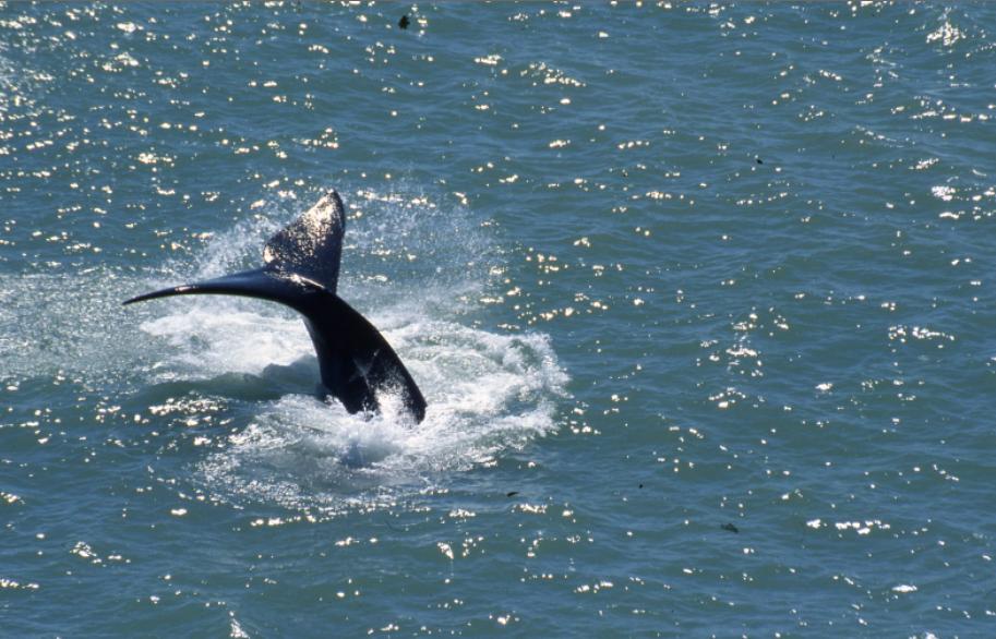 Hermanus Whalewatching