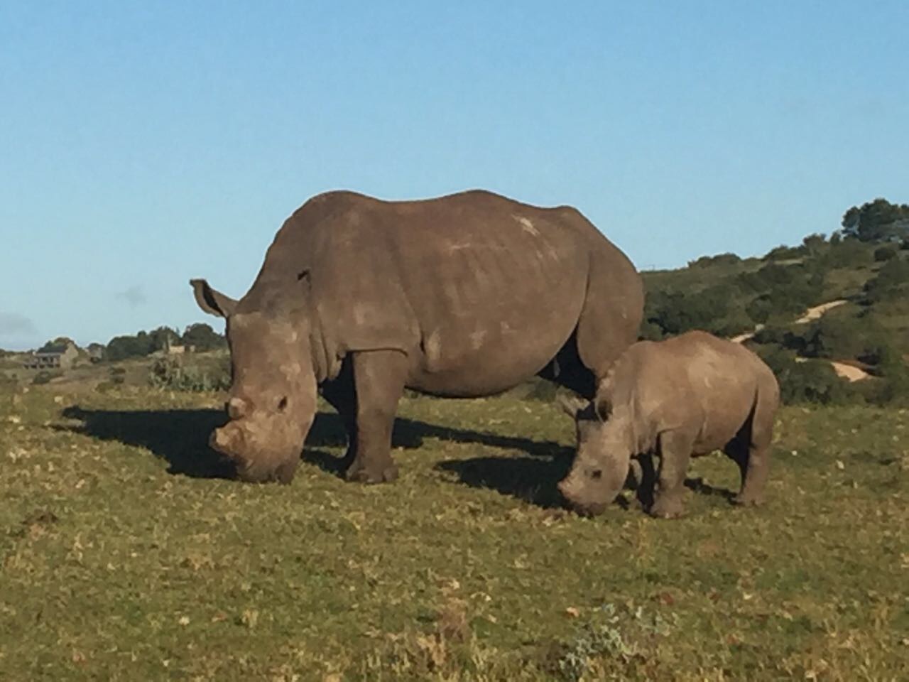 e botlierskop rhinos