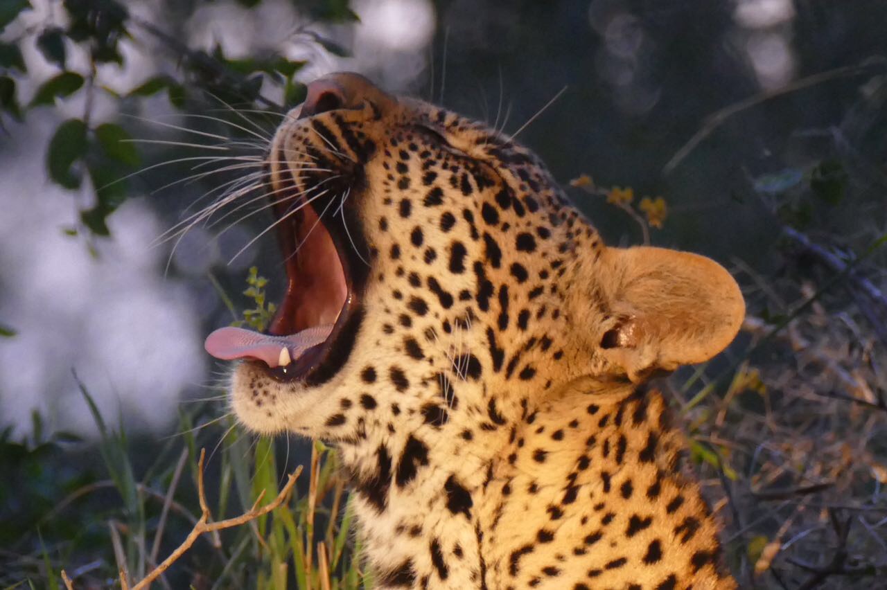 andreasafari leopard