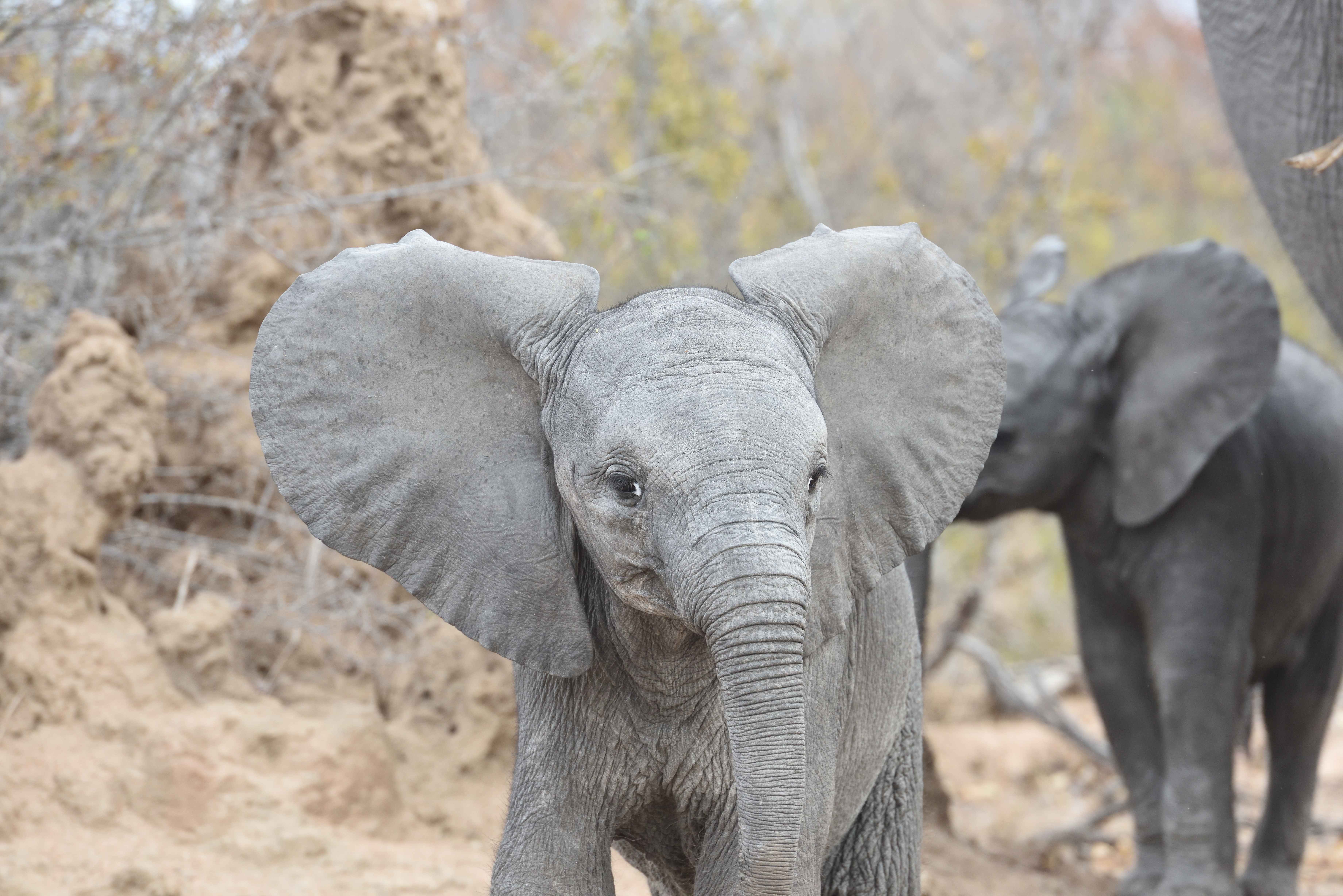 baby elephant