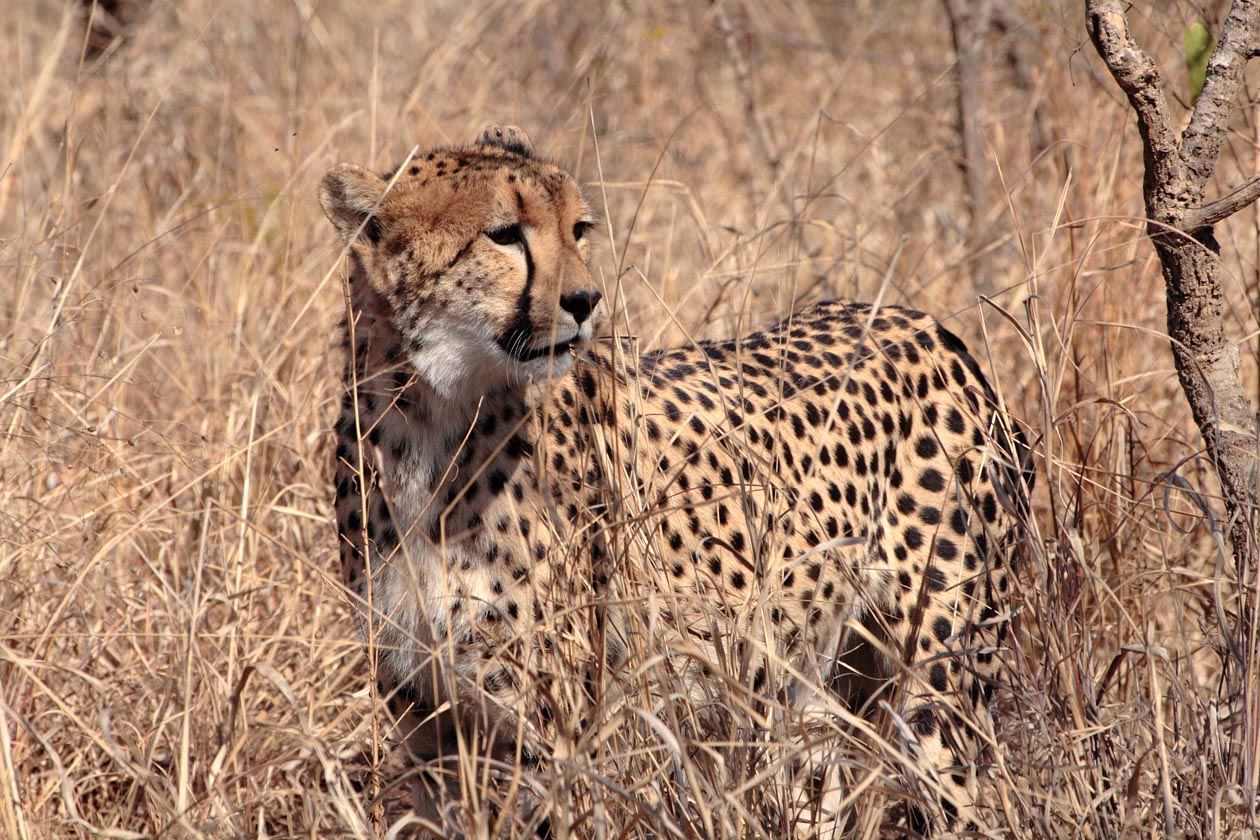 Cheetah Djuma