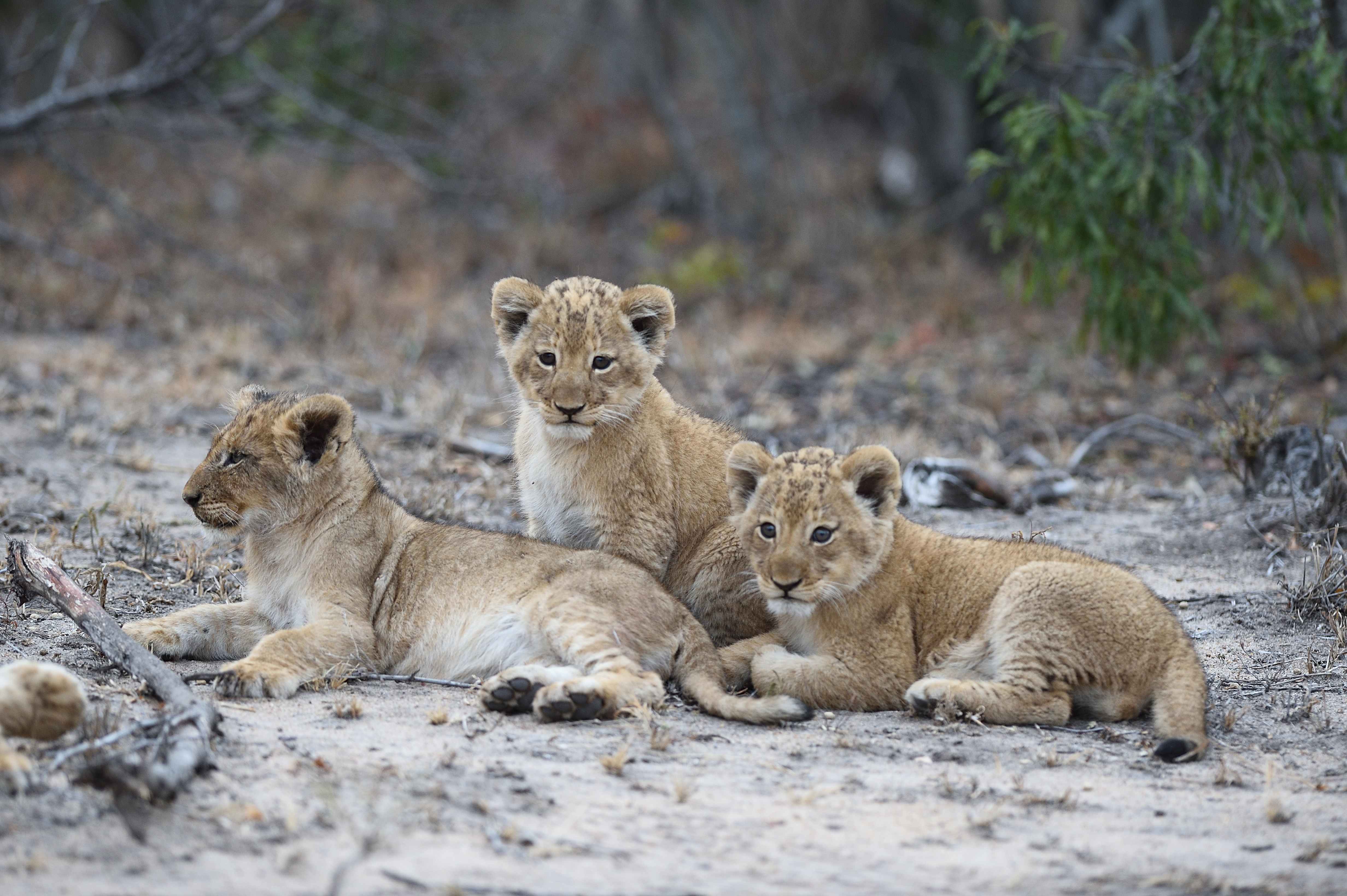 baby lions relaxing