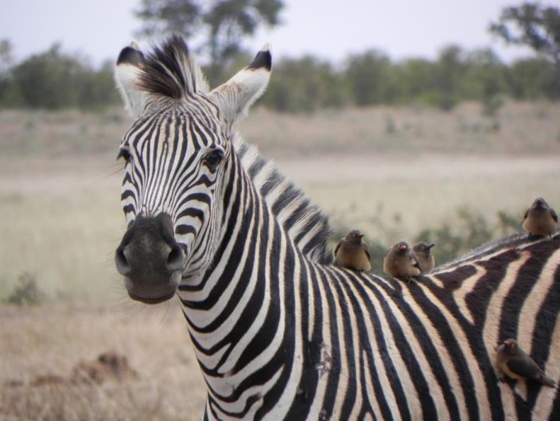 Zebra Gary Freeman Laufsafari