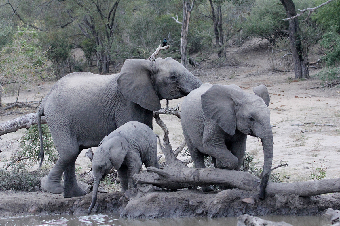 elephant family