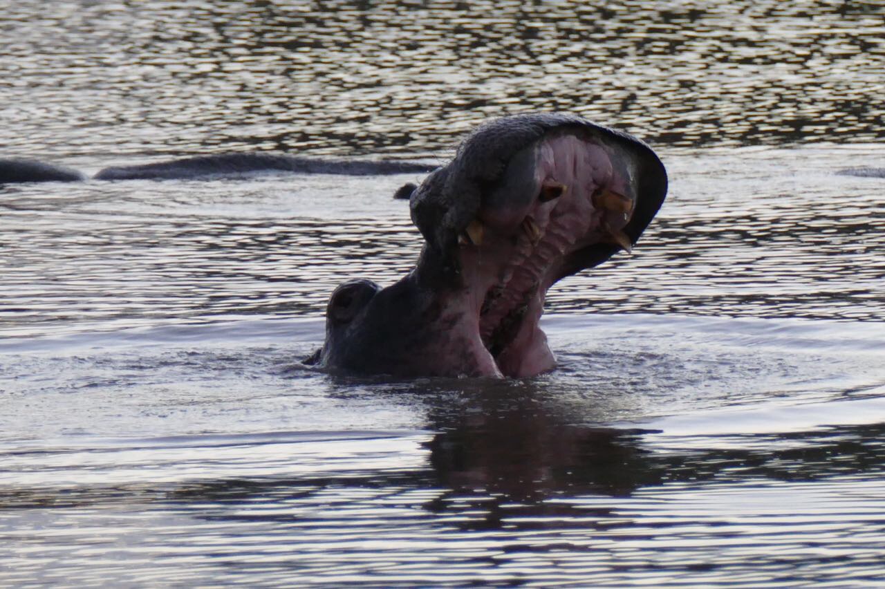 hippo