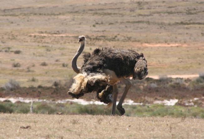 ostrich.JPG